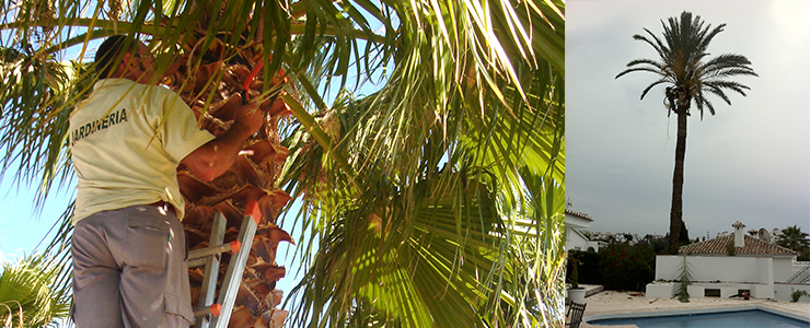 podadepalmera